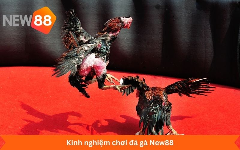 Kinh nghiệm chơi đá gà New88