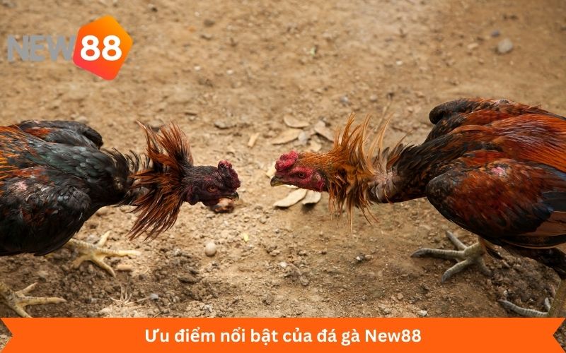 Ưu điểm nổi bật của đá gà New88